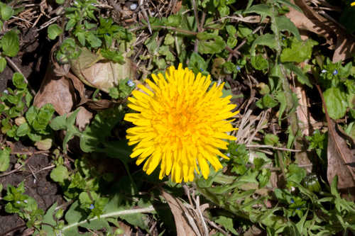 Taraxacum officinale #4